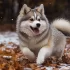 Where to Find Adult Pomskies: A Guide to Adopting Your New Best Friend