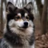 Pomsky Full Grown Size: What You Need To Know