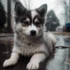 Understanding the Difference Between Pomsky F1, F2, and F3 Generations