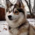 Pomsky F3 – What You Need to Know About This Unique Designer Dog
