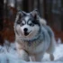 Pomsky Puppies For Sale In Atlanta