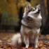 Beige Pomskies: A Guide to Their Size, Appearance, and Personality Traits