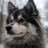 Adorable Pomsky Puppies for Sale in California