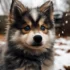 Pomsky Puppies for Sale in Georgia: Finding a Reputable Breeder