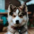 Pomsky Paws: How to Keep Them Healthy and Happy