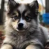 Pomsky Perfection: Tips for Maintaining a Healthy and Happy Pomsky