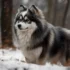 Discover The Beauty Of Pomskies: A Guide To Their Size And Appearance