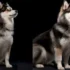 Pomsky Miniature Husky: Everything You Need To Know About This Adorable Hybrid