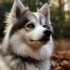 Red Pomskies for Sale