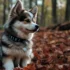 Pomsky Puppies for Sale in Seattle, WA