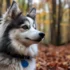 Toy Pomsky Puppies for Sale – Find Your New Furry Friend Today!