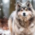 Pomsky Volwassen: Alles Wat Je Moet Weten