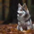 4 Questions to Ask Before Purchasing a Pomsky: Ensuring You Get a Cute and Healthy Companion