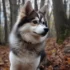 Pomsky Cena: How Much Does a Pomsky Cost?