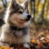 Pomsky Temperament: What to Expect from Your Furry Friend