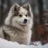 Prestige Pomskies: Top Breeder for Adorable and Healthy Pomsky Puppies
