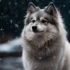 All You Need To Know About Pomskies