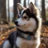 Pomsky Precio Colombia: ¿Cuánto Cuesta un Pomsky en Colombia?