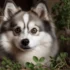 FAQs about Pomskies for Sale