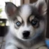FAQs about Pomski Dog
