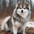 Venta de Pomskies en Mexico: ¡Encuentra el cachorro perfecto para ti!