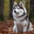 Venta de perros Pomsky – Encuentra la mascota perfecta para ti