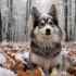 Venta de Pomskies en Mexico: ¡Encuentra el cachorro perfecto para ti!