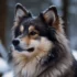 Grey Pomsky: Size, Appearance, And Temperament