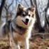 What are Pomskies Like? A Comprehensive Guide to Pomsky Personality Traits