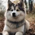 What Breed is a Pomsky Puppy? – Your Guide to Understanding this Adorable Designer Dog