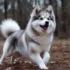 Pomskies For Sale In Orange County