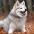 Pomsky Puppies For Sale In Iowa: Find Your Perfect Companion