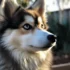 What is a Pomsky Breed?