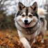 Pomski Puppy: The Ultimate Guide To Understanding This Designer Breed