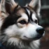 What Breed is a Pomsky? Understanding the Mix of Pomeranian and Husky