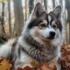 What Breed is a Pomsky Puppy? – Your Guide to Understanding this Adorable Designer Dog