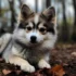 What is a Pomsky and Which Dog Breed Makes Up This Adorable Mix?