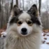Pomsky Puppy Cost: How Much Should You Expect to Pay?
