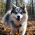 Pomsky Pitbull Mix: Understanding This Unique Designer Dog