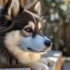 FAQs about Full Grown Pomsky Dog