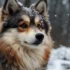 Pomsky Puppies For Sale In MA: Find Your Perfect Companion Today!