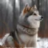 CKC Pomskies: Everything You Need To Know About This Adorable Hybrid