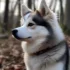 What Does F3 Pomsky Mean? Understanding Pomsky Mixes