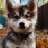 Discover the Best Pomsky Breeders in Tennessee