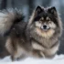 What Does a Pomsky Cost?