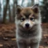 What Does a Pomsky Look Like Full Grown? Your Guide to the Appearance of Pomskies