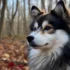 What Does a Pomsky Cost?