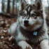 What Does F2 Pomsky Mean? Understanding the Different Generations of Pomskies