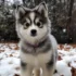 Discover the Best Pomsky Breeders in Tennessee