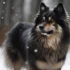 Pomsky Puppies For Sale In Missouri: Find Your Furry Companion Today!